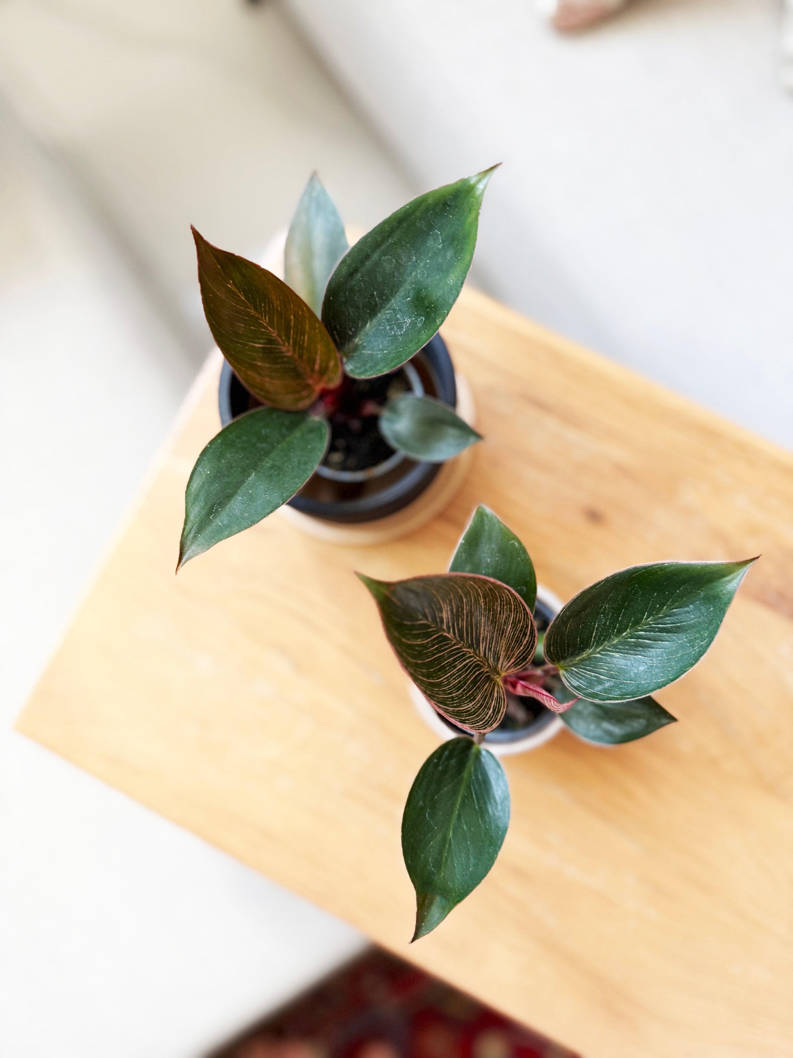 Philodendron 'Birkin Pink' aka 'Pink Bikini' by Plant Circle -  Plant Circle.