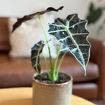 Alocasia Polly -  Kwekerij J. de Groot.