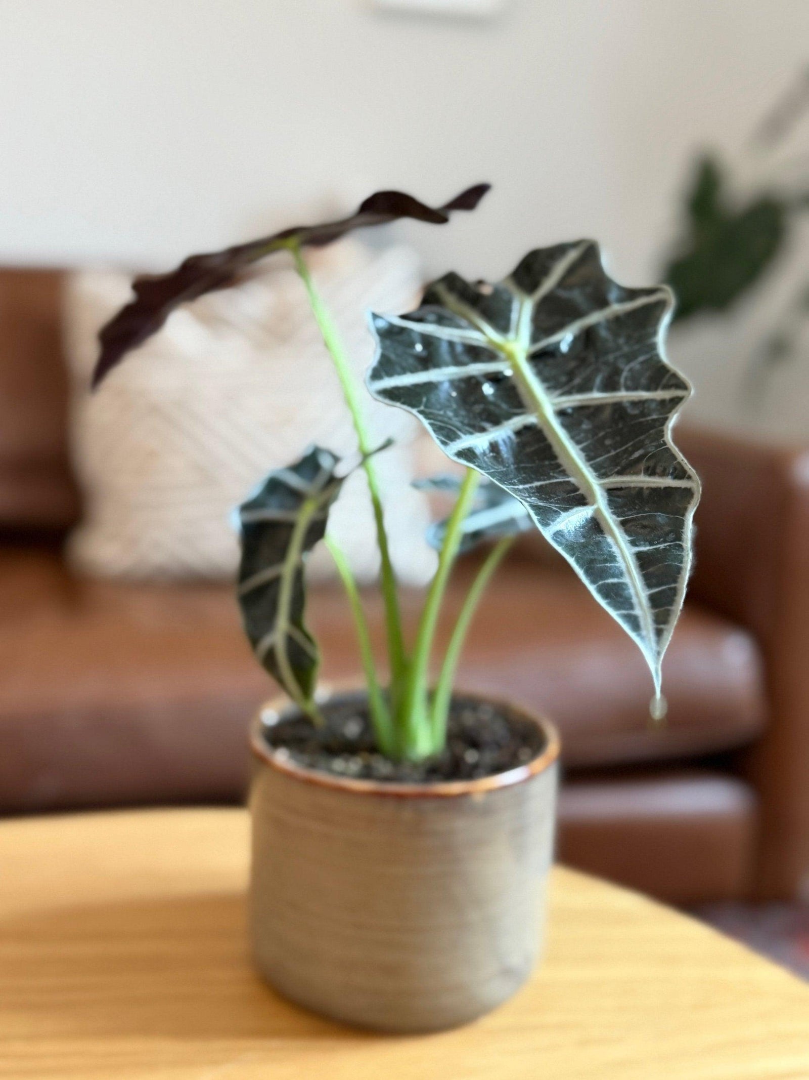 Alocasia Polly -  Kwekerij J. de Groot.
