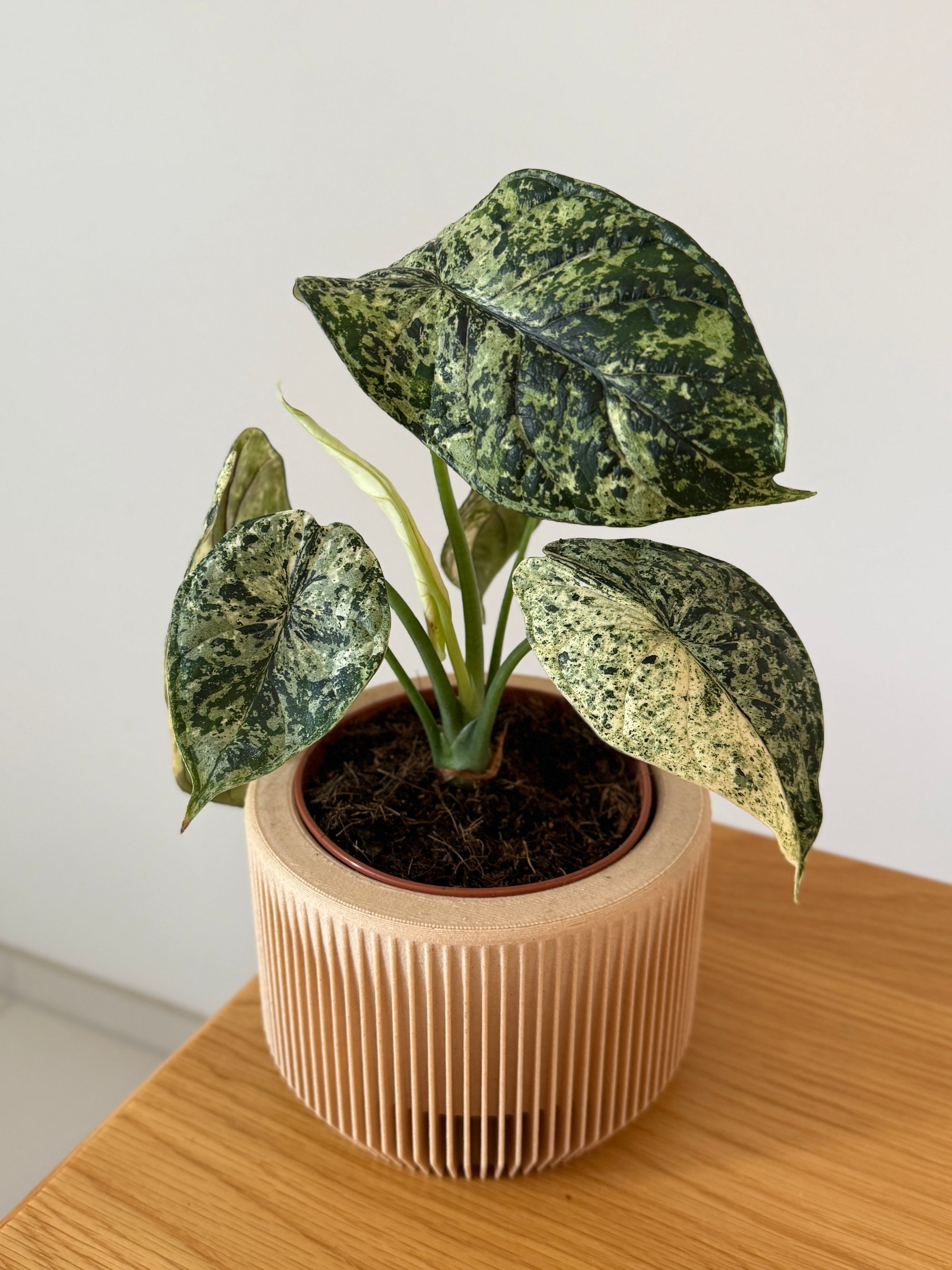 Alocasia baginda 'Dragon scale' Mint Variegata Medium -  Plant Circle.