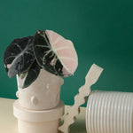 Rare Baby Alocasia Black Velvet Pink Albo Variegated by Plant Circle