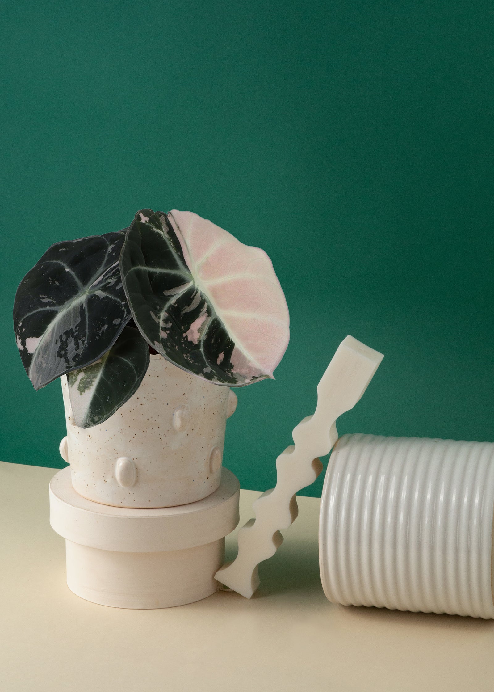 Rare Baby Alocasia Black Velvet Pink Albo Variegated by Plant Circle