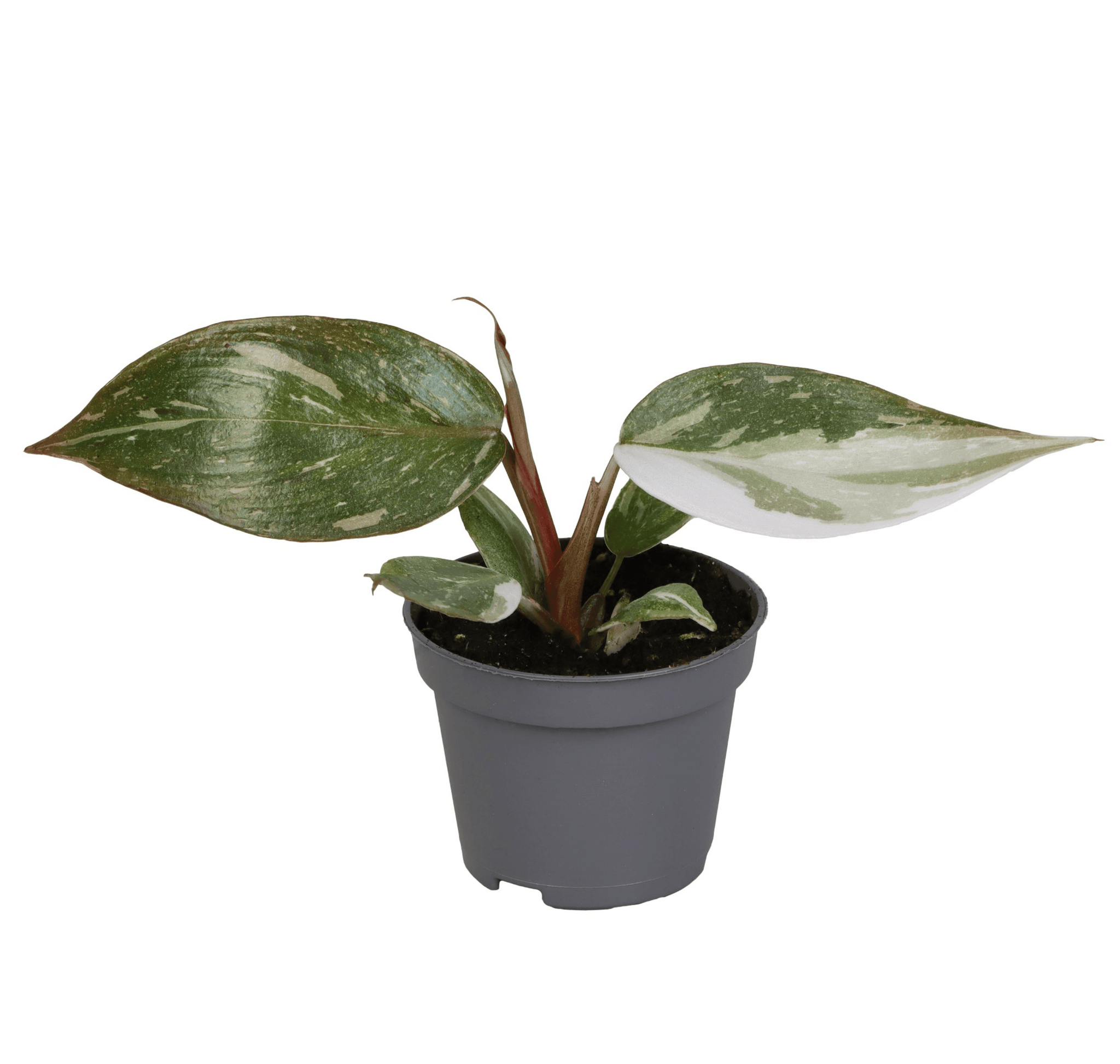 Philodendron 'Red Anderson' Baby 2