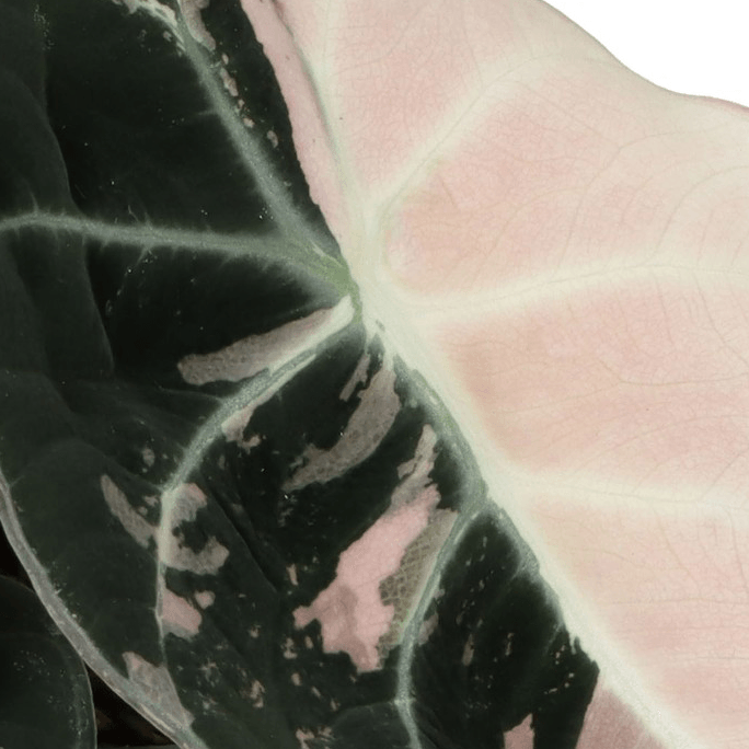 Rare Baby Alocasia Black Velvet Pink Albo Variegated by Plant Circle -  Plant Circle.