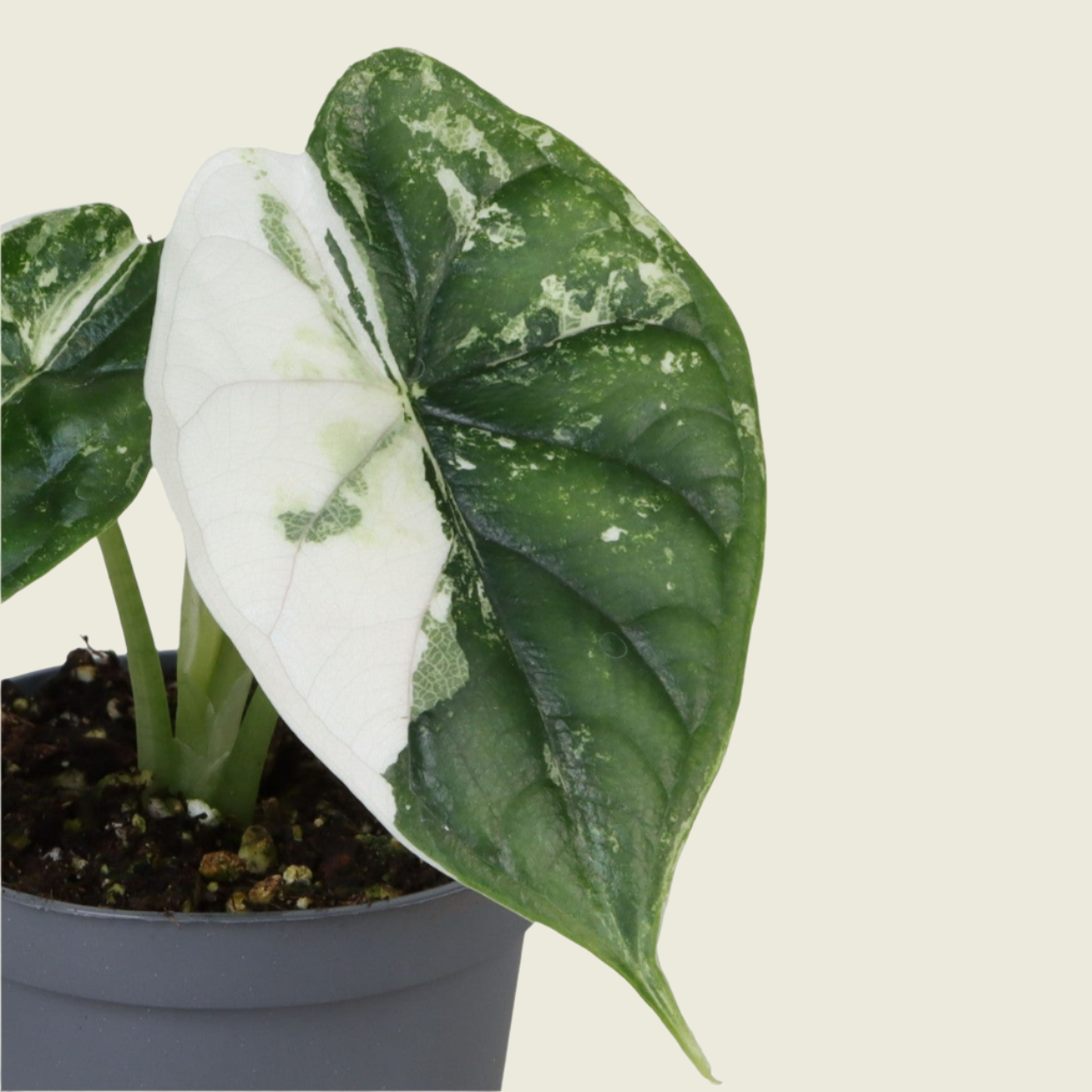 Alocasia Baginda 