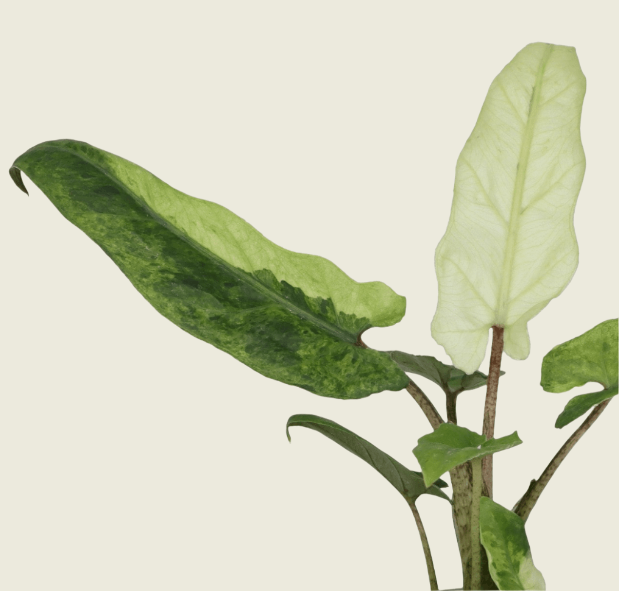 Alocasia Lauterbachiana Variegata