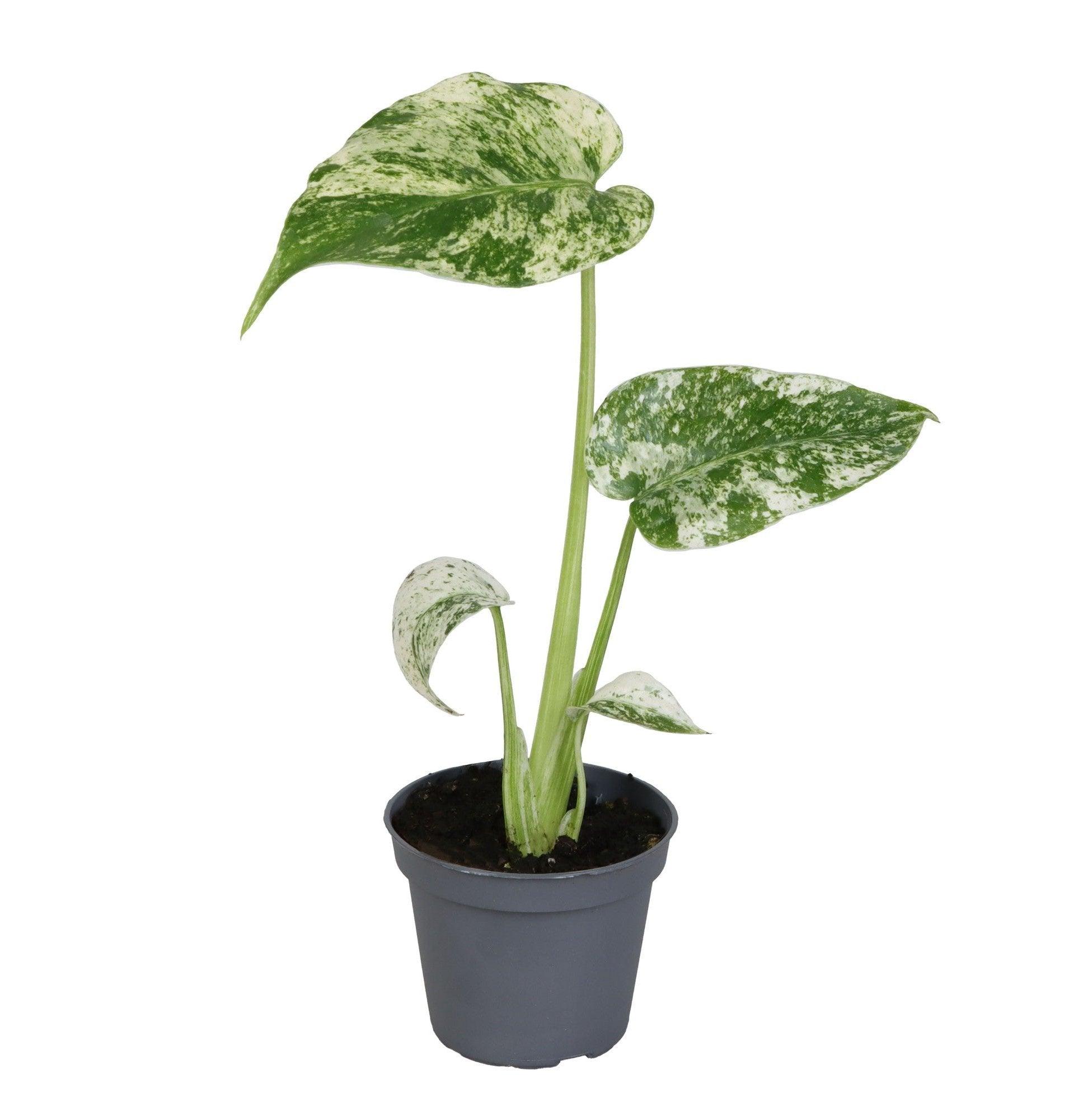 Monstera deliciosa variegata 'Mint' Baby -  Plant Circle.
