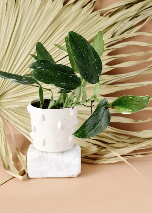 Monstera standleyana Variegata