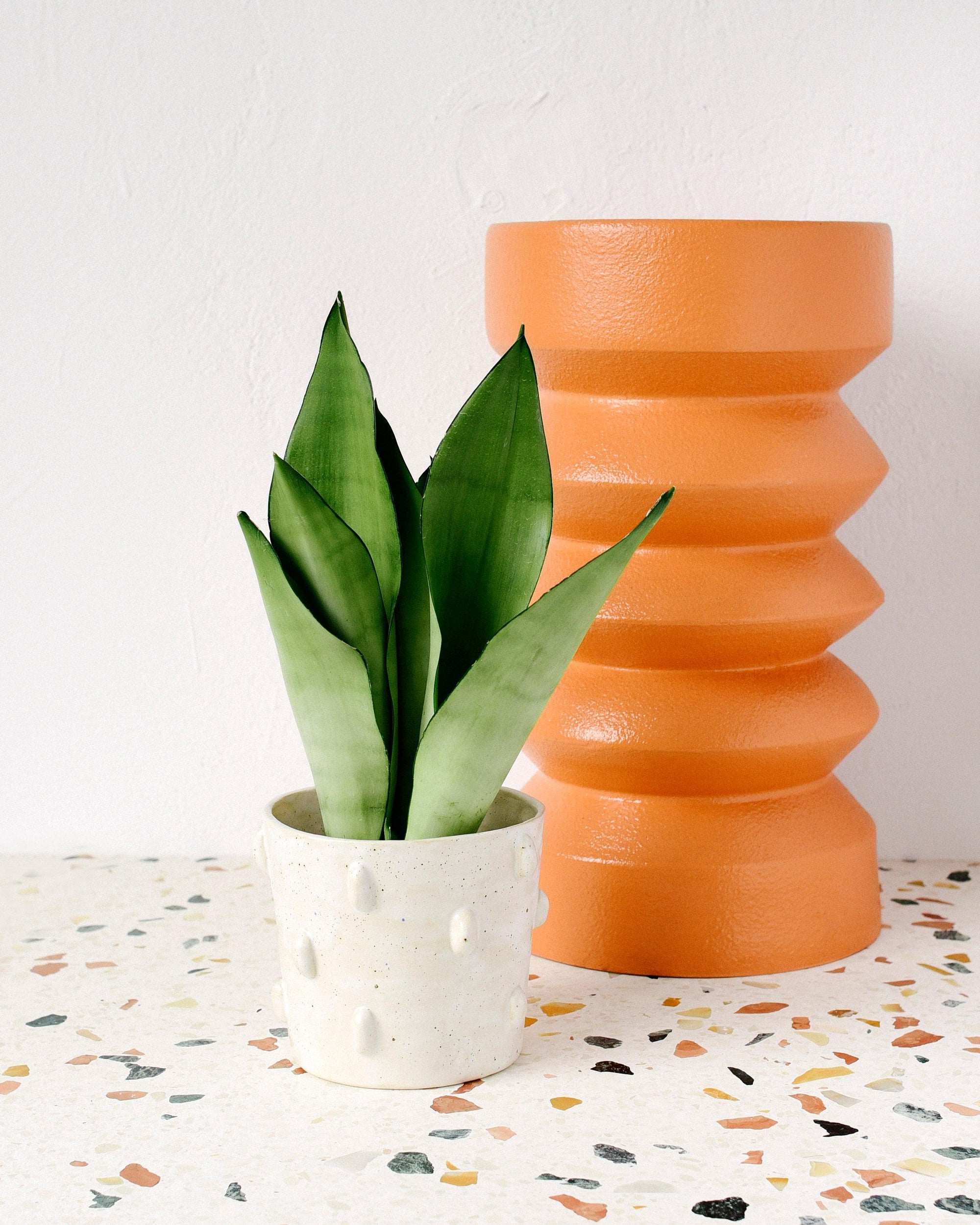 Healthy Dracaena (Sansevieria) Moonshine by Plant Circle. A perfect dracaena (sansevieria) moonshine by plant circle for your indoor houseplant collection.