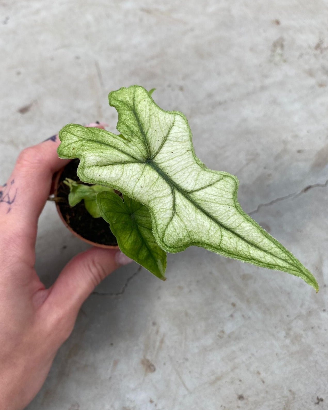 蓬莱 Alocasia 'Jacklyn Ghost' ('Mint') Baby – Plant Circle