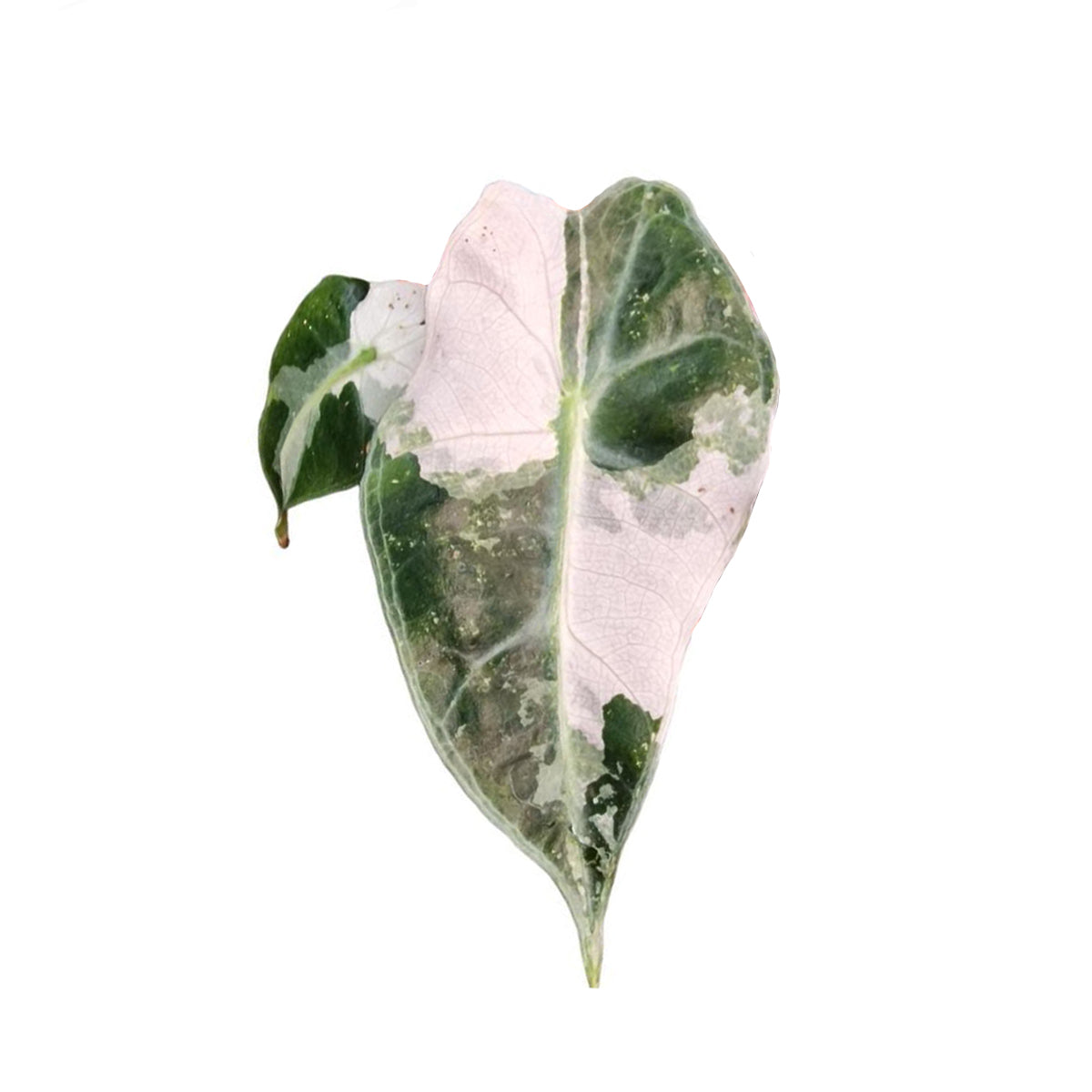 Alocasia 'Polly' Variegata Baby