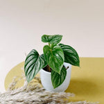 Healthy Philodendron Mamei Baby by Plant Circle. A perfect philodendron mamei baby by plant circle for your indoor houseplant collection.