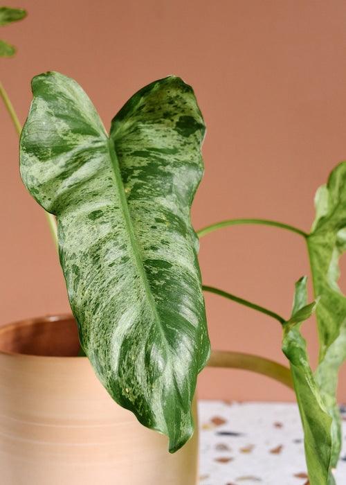 circle philodendron lwaf Philodendron Paraiso Verde by Plant Circle – Medium, Approx. 35.0cm he