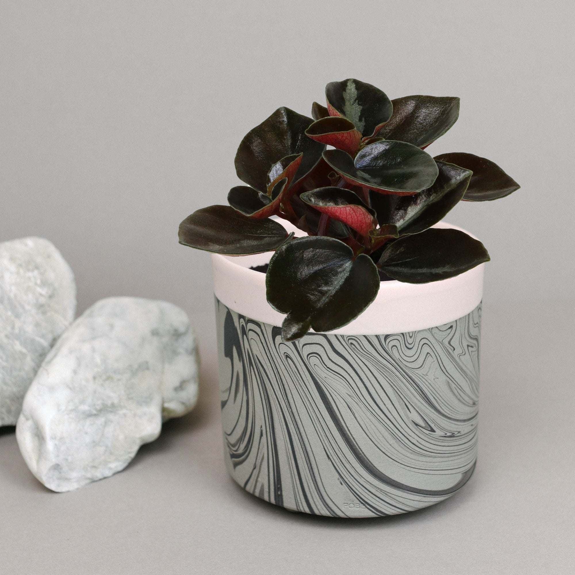 Peperomia metallica 'Colombiana' Baby by Plant Circle – Approx. 15cm height by Plant Circle – 6.0cm Pot