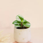 Peperomia Obtusifolia Baby