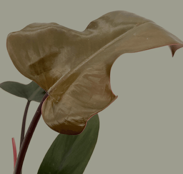 Philodendron Florida Bronze 2