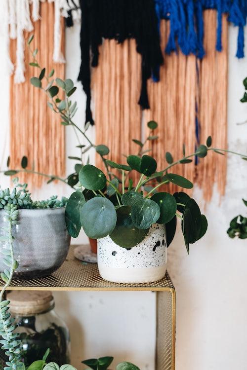 Healthy Pilea Peperomioides M. A perfect pilea peperomioides m for your indoor houseplant collection.