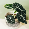 A potted Alocasia Reginula 'Black Velvet' plant with deep green, velvety leaves with bold, contrasting silver-white veins, placed on a white surface with a textured pot.