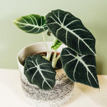 A potted Alocasia Reginula 'Black Velvet' plant with deep green, velvety leaves with bold, contrasting silver-white veins, placed on a white surface with a textured pot.