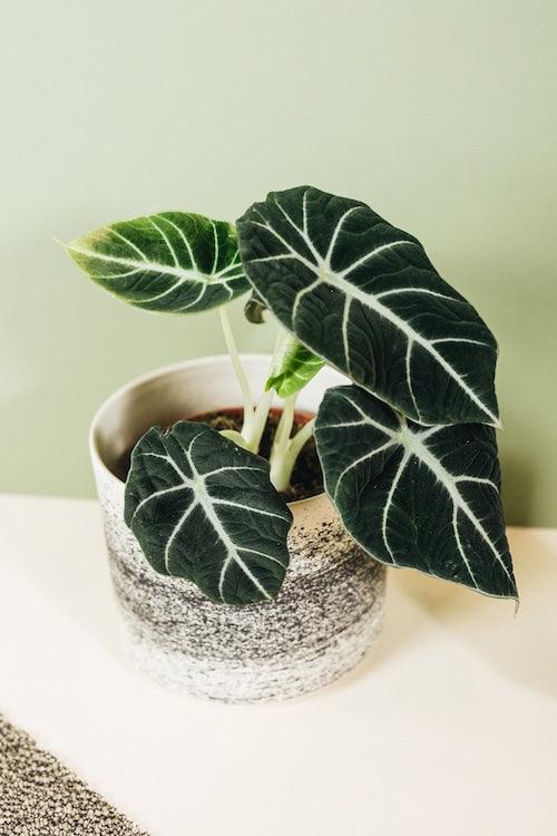 A potted Alocasia Reginula 'Black Velvet' plant with deep green, velvety leaves with bold, contrasting silver-white veins, placed on a white surface with a textured pot.