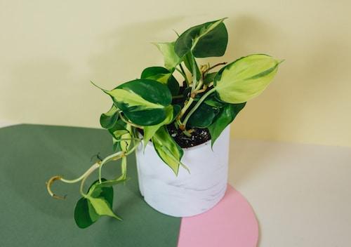 Healthy Philodendron Brasil M by Plant Circle. A perfect philodendron brasil m by plant circle for your indoor houseplant collection.