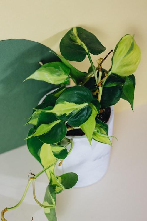 Healthy Philodendron Brasil M by Plant Circle. A perfect philodendron brasil m by plant circle for your indoor houseplant collection.