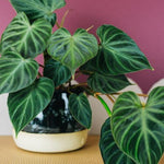 Healthy Philodendron Verrucosum 'Incensi' by Plant Circle – Medium, Approx. 40.0cm height by Plant Circle – 14.0cm Pot. A perfect philodendron verrucosum 'incensi' by plant circle – medium, approx. 40.0cm height by plant circle – 14.0cm pot for your indoor houseplant collection.