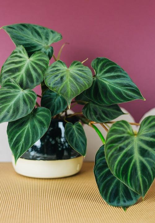 indoor philodendron verrucosum Philodendron Verrucosum 'Incensi' by Plant Circle – Medium, Approx. 40.0cm height by Plant Circle – 14.0cm Pot