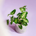 Syngonium podophyllum 'Pixie' aka 'Nana' – Medium, Approx. 20.0cm height – 12.0cm Pot Default Title 1