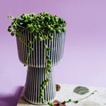 Healthy Curio Rowleyanus, syn. Senecio Rowleyanus Baby. A perfect curio rowleyanus, syn. senecio rowleyanus baby for your indoor houseplant collection.