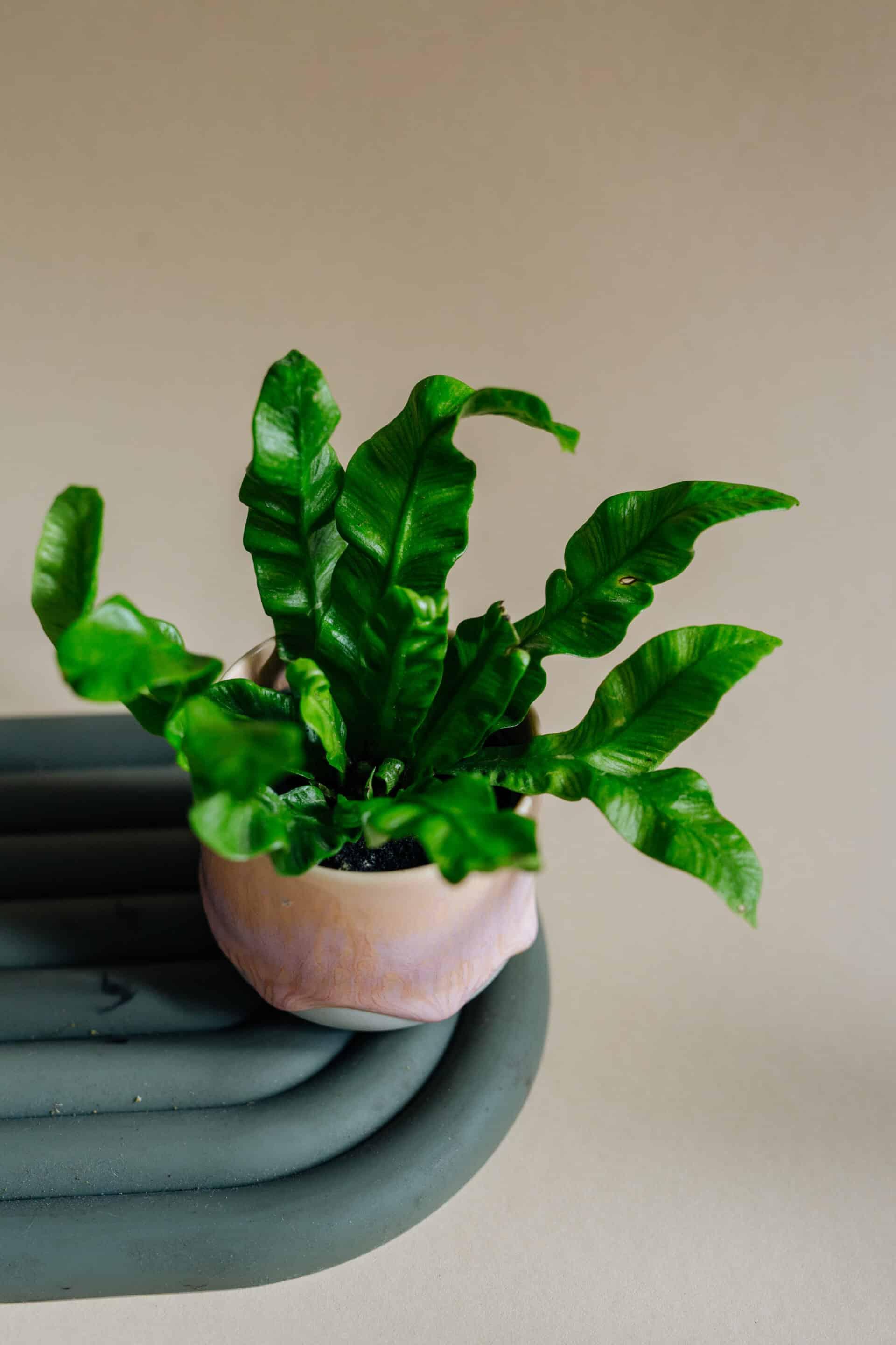 Asplenium nidus 'Crispy Wave' Baby – Baby, Approx. 15.0cm height – 6.0cm Pot Default Title 1