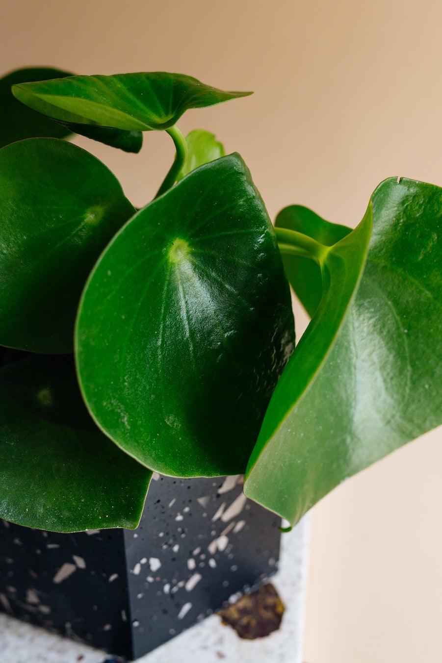 Peperomia Polybotrya 'Raindrop' – Medium, Approx. 30.0cm height – 14.0cm Pot Default Title 1