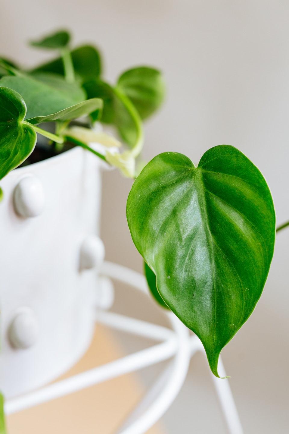 circle philodendron leaf Philodendron hederaceum var. oxycardium (Philodendron scandens) Baby
