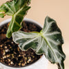 Alocasia 'Loco' Baby -  Geen.