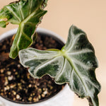 Alocasia 'Loco' Baby -  Geen.