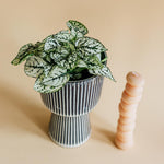 Healthy Hypoestes Phyllostachya White baby. A perfect hypoestes phyllostachya white baby for your indoor houseplant collection.