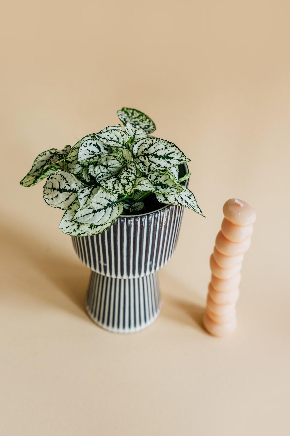 indoor polka dot plant Hypoestes Phyllostachya White baby