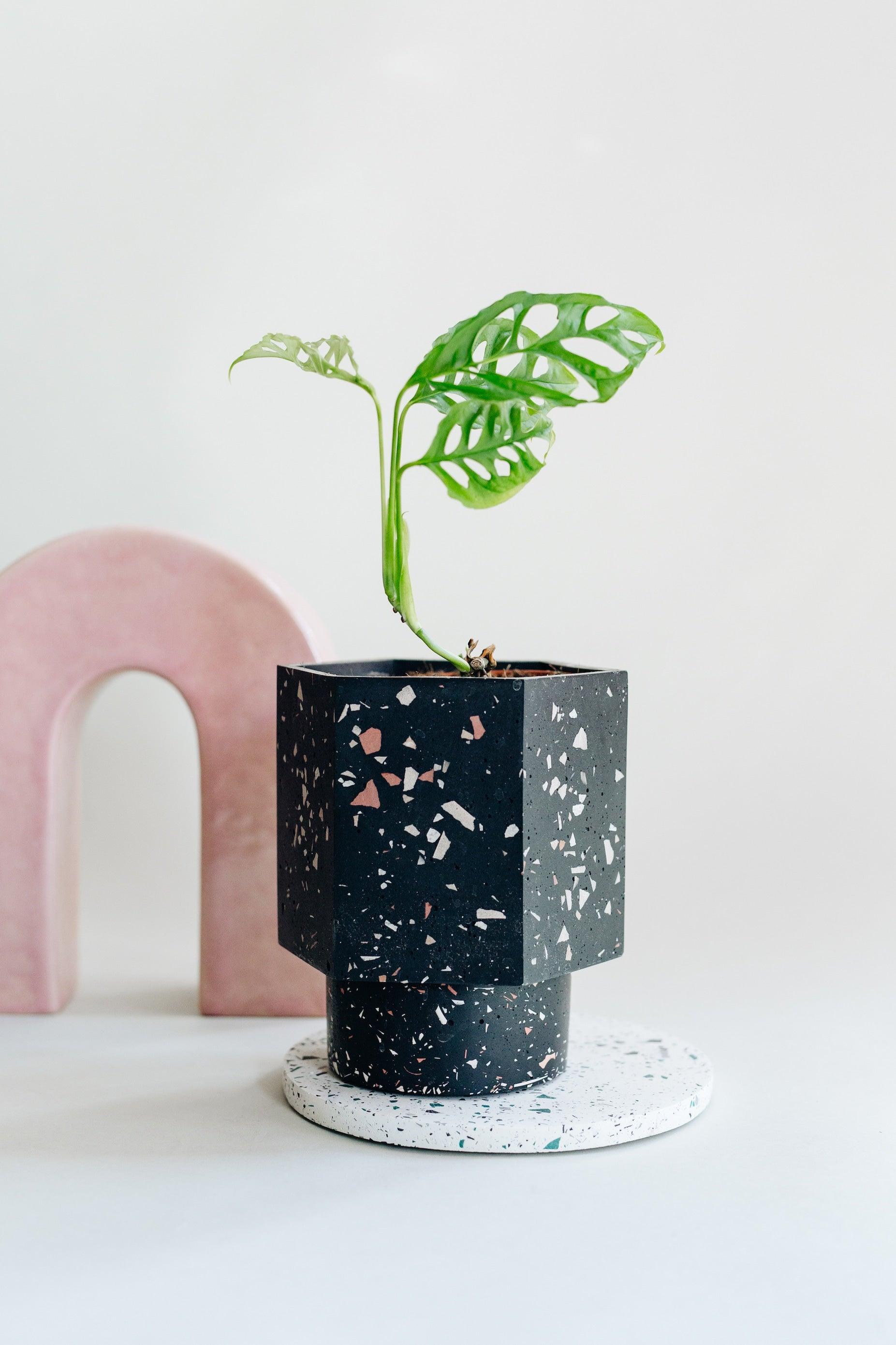 Healthy Monstera Obliqua Peru M by Plant Circle. A perfect monstera obliqua peru m by plant circle for your indoor houseplant collection.