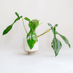 Healthy Philodendron Joepii M by Plant Circle. A perfect philodendron joepii m by plant circle for your indoor houseplant collection.