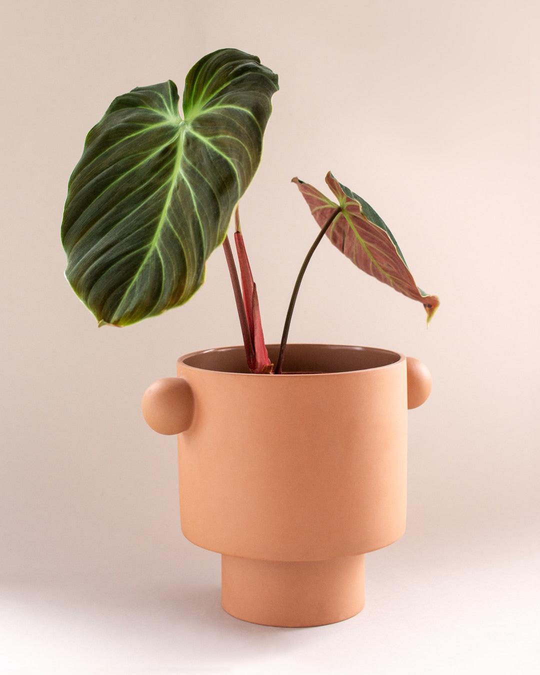 Philodendron El Choco Red – Medium, Approx. 30.0cm height – 12.0cm Pot Default Title 1