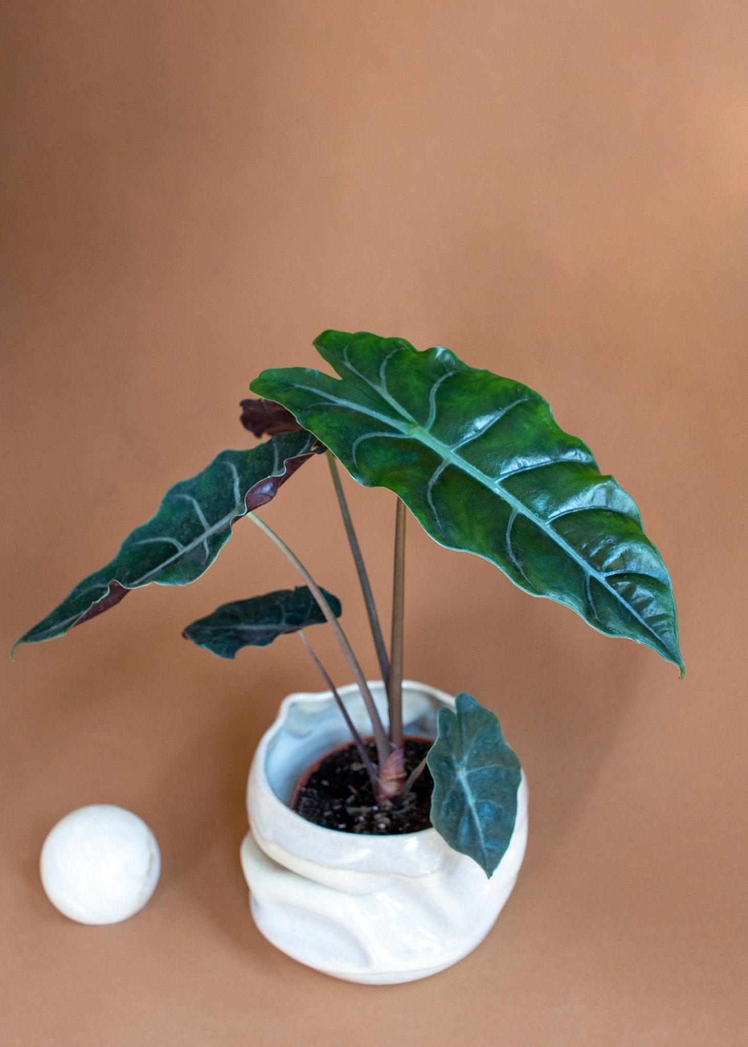 Alocasia Chantrieri Medium