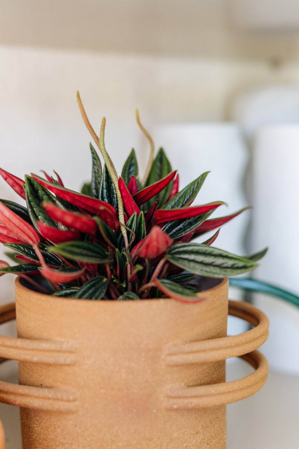 red peperomia succulent Peperomia 'Eden Rosso' Medium