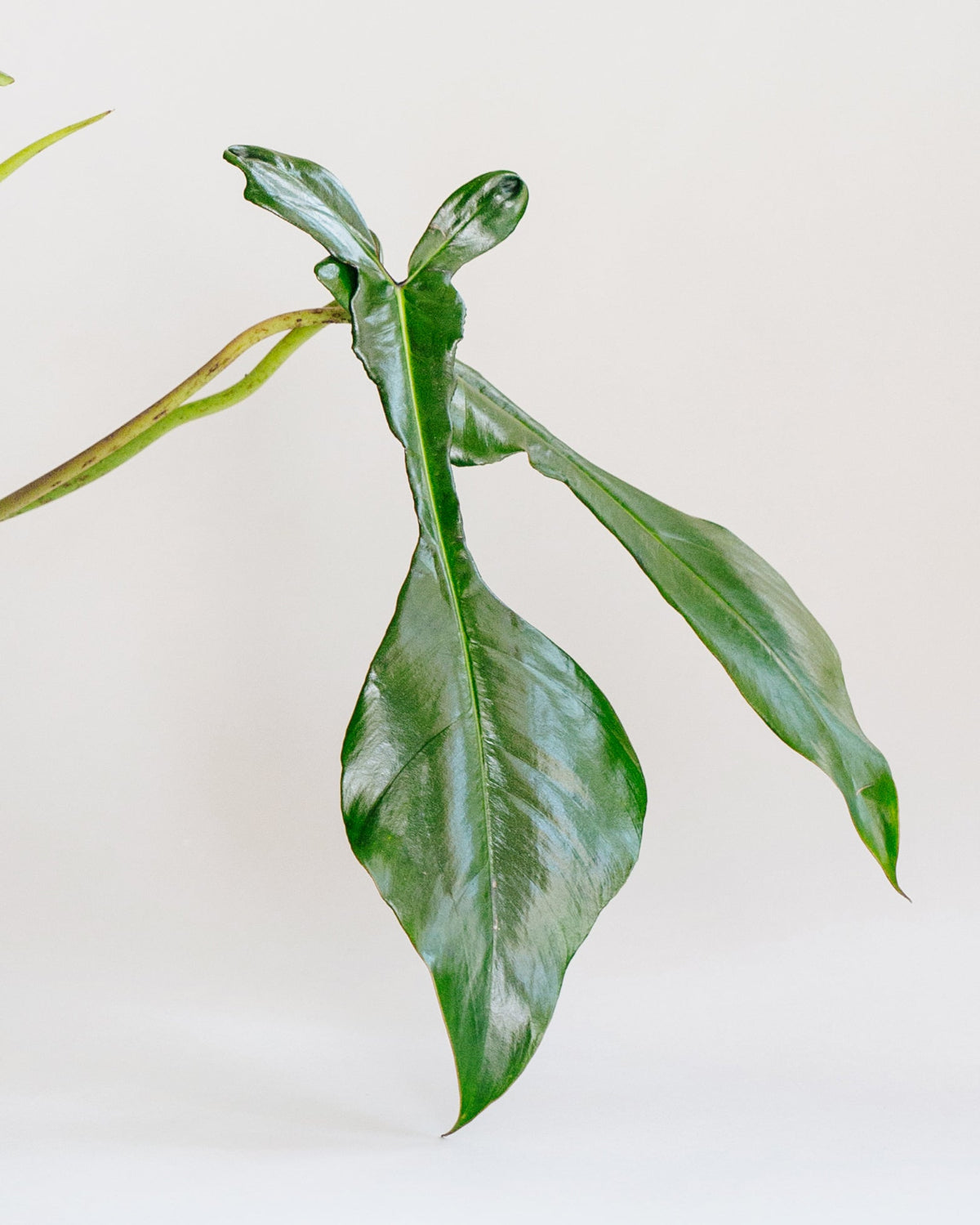philodendron 69686 vs joepii Philodendron Joepii Baby