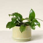 Hoya Quinqeunervia 'Star of Madura' -  Plant Circle.