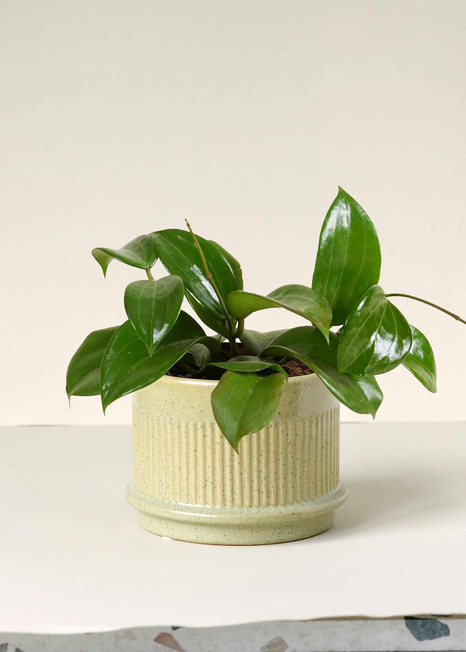 Hoya Quinqeunervia 'Star of Madura' -  Plant Circle.