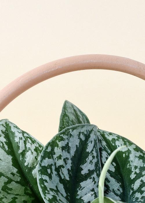 Scindapsus pictus 'Exotica'