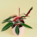 Healthy Stromanthe Sanguinea 'Triostar' M. A perfect stromanthe sanguinea 'triostar' m for your indoor houseplant collection.
