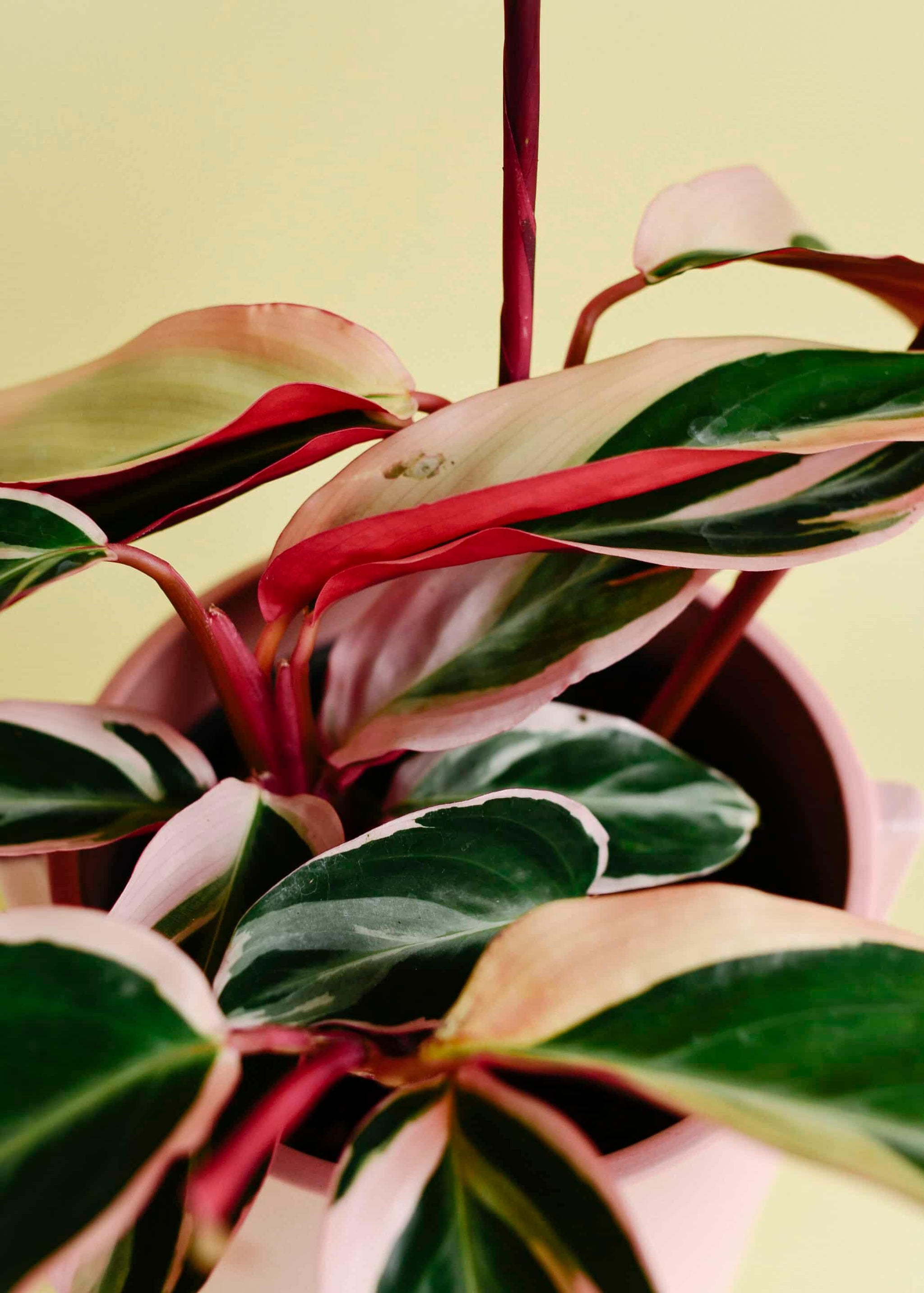 Healthy Stromanthe Sanguinea 'Triostar' M. A perfect stromanthe sanguinea 'triostar' m for your indoor houseplant collection.