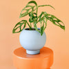 Healthy Monstera Adansonii Mint M. A perfect monstera adansonii mint m for your indoor houseplant collection.