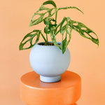 Healthy Monstera Adansonii Mint M. A perfect monstera adansonii mint m for your indoor houseplant collection.